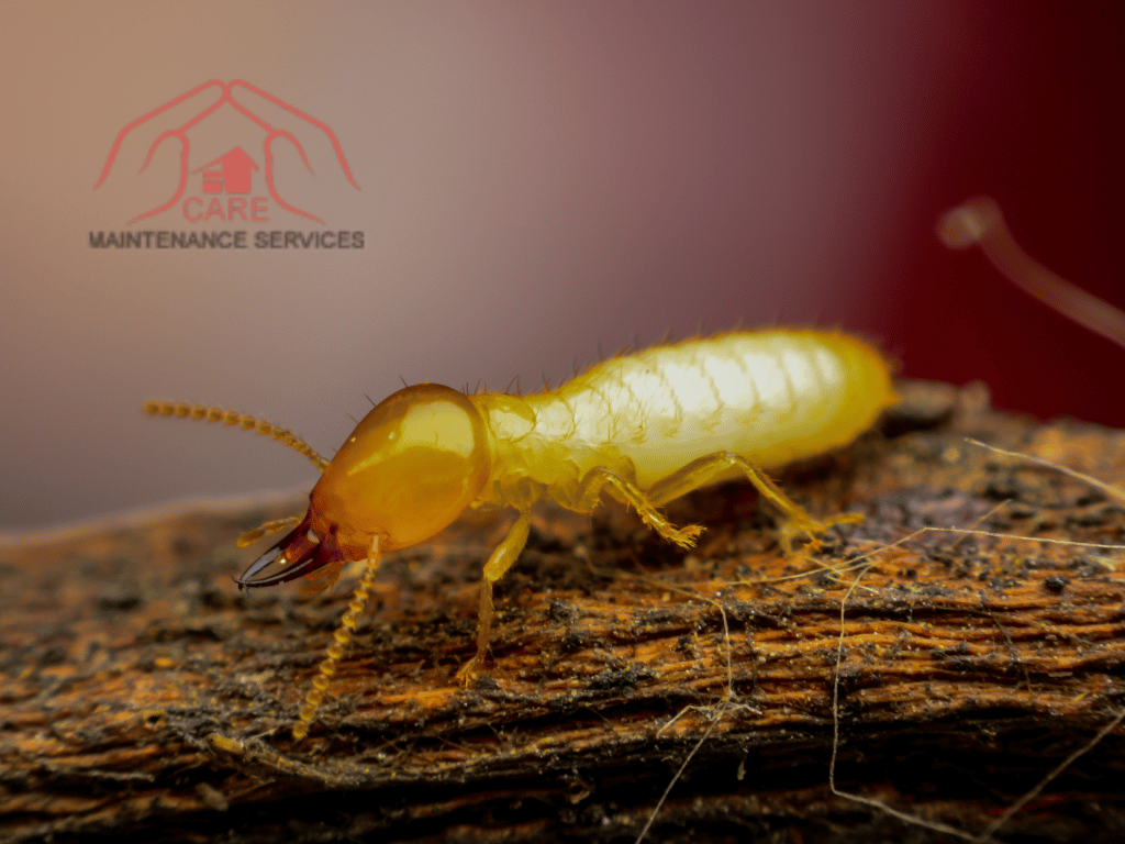 termite