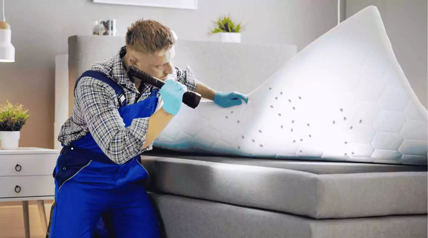 Top 10 Signs of a Pest Infestation in Your Home: A Comprehensive Guide