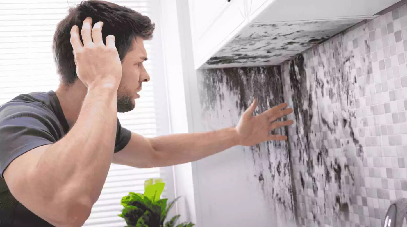 Role of Mold Prevention and Professional Maintenance Services