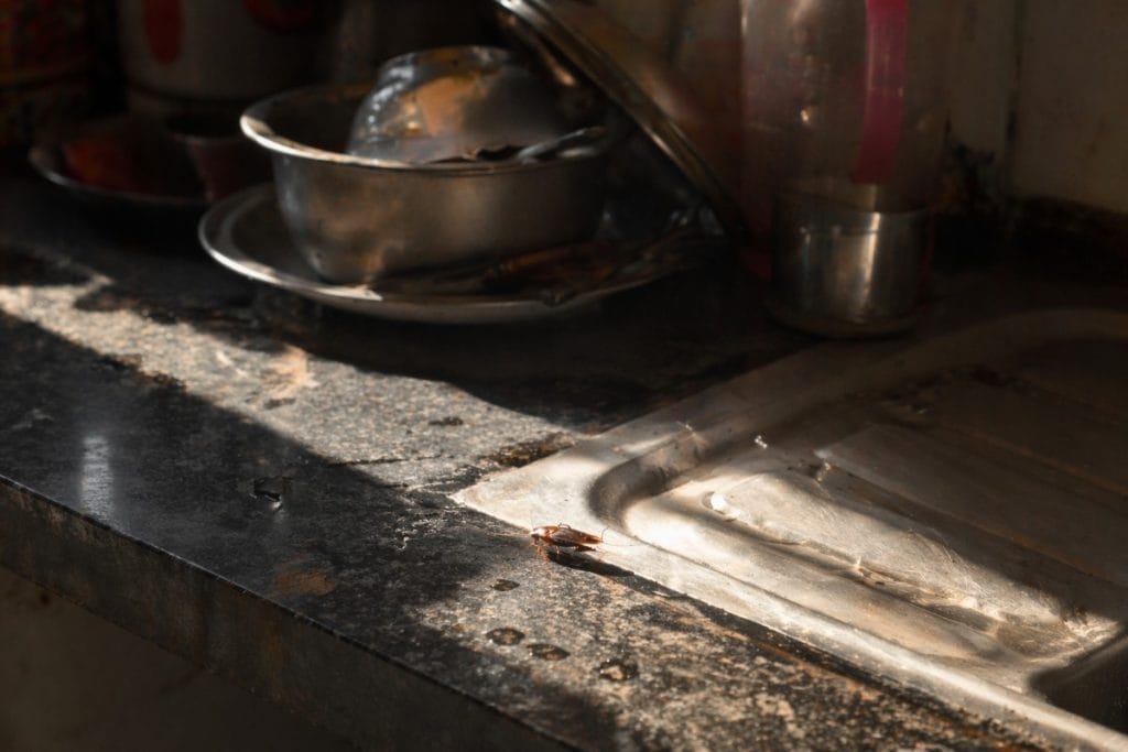 pest control near me