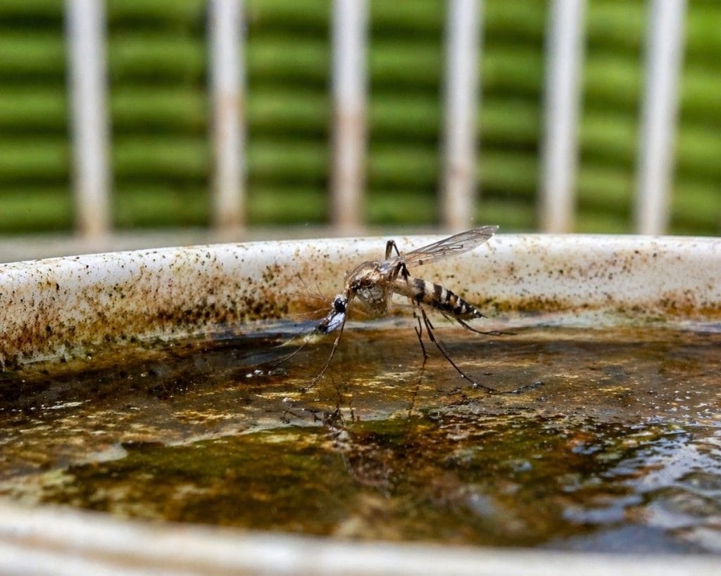 pest control near me