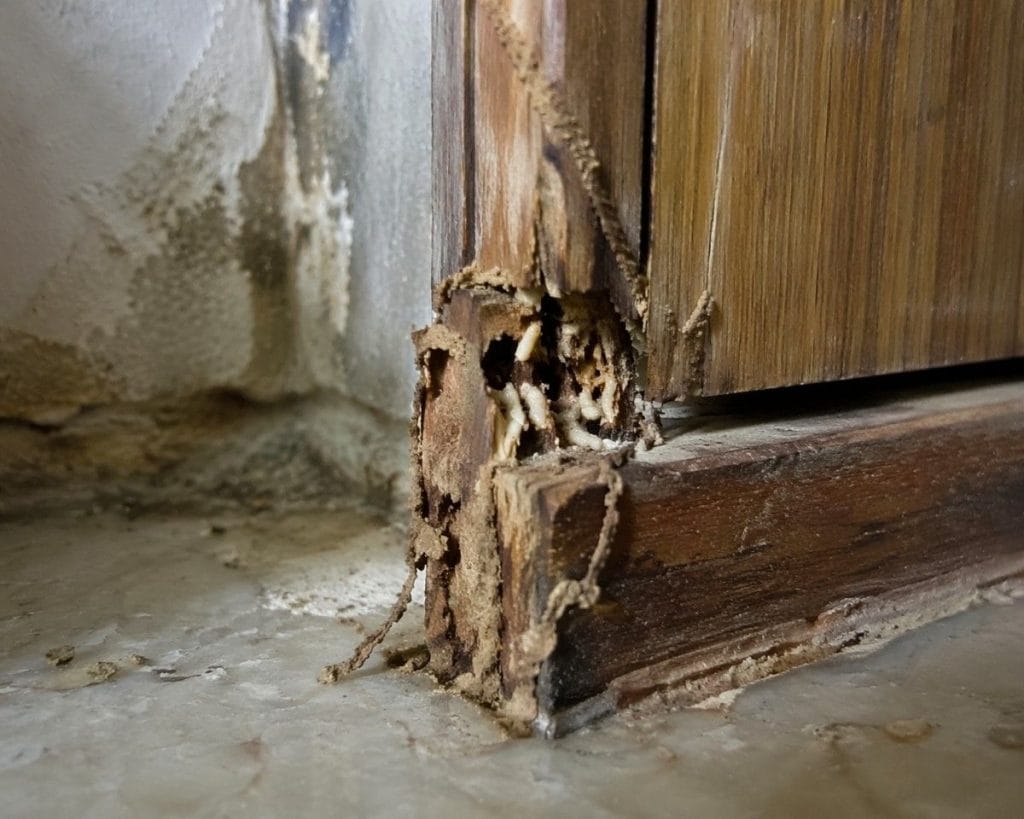 pest control near me